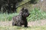 CAIRN TERRIER 129